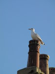 SX00997 Seagull on chimney bath.jpg